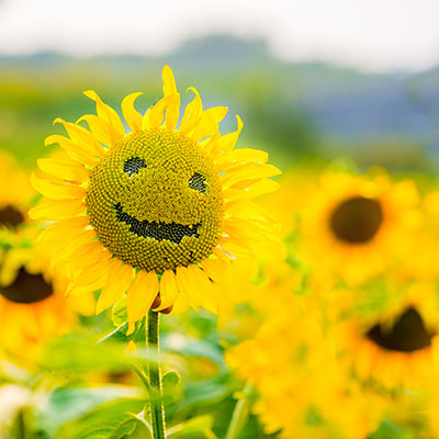 Smiling Sunflower